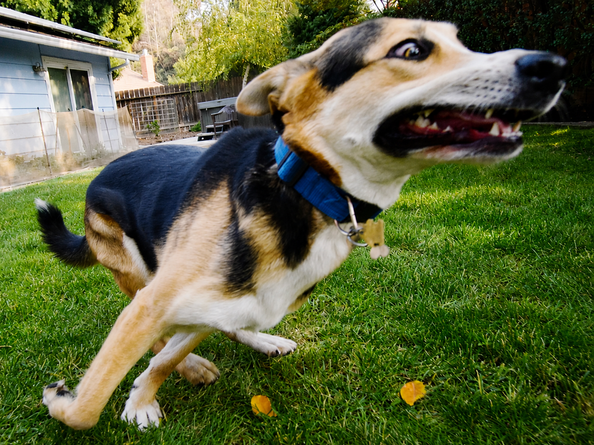 8 Gründe, warum das Splashpad der einfachste Weg ist, einen „verrückten“ Hund auszupowern